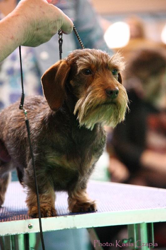 Crufts2011_2 1519.jpg